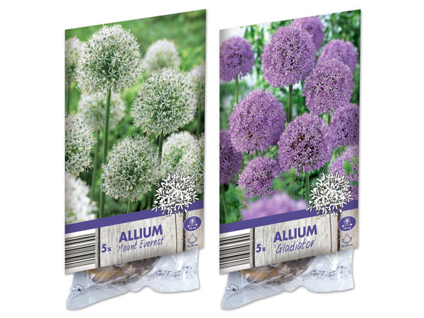 Allium (Zierlauch) Zwiebel