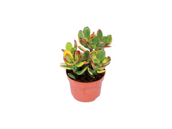 Succulents