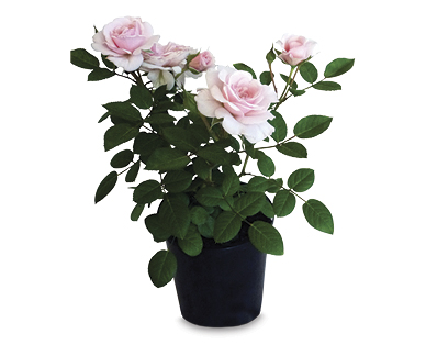 Patio Roses 140mm