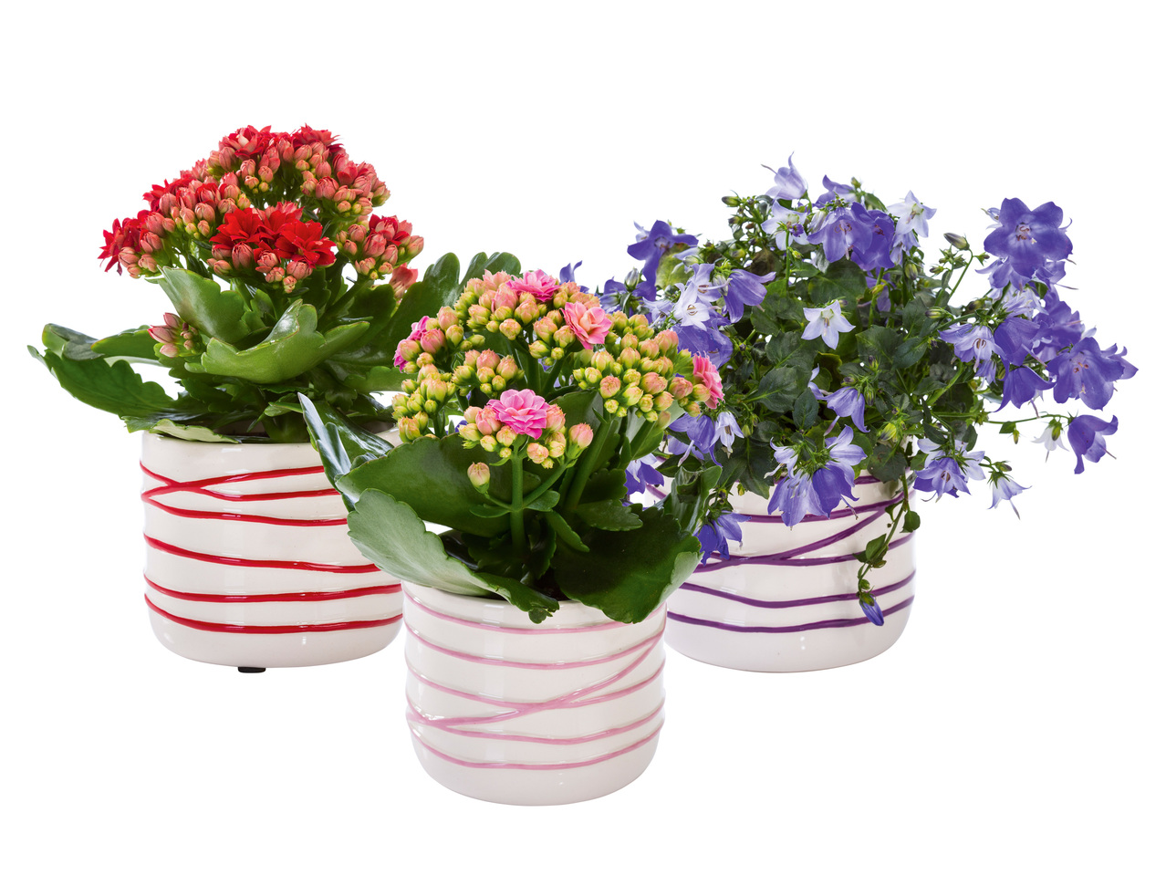 MINIBLOMMOR I KERAMIKKRUKA