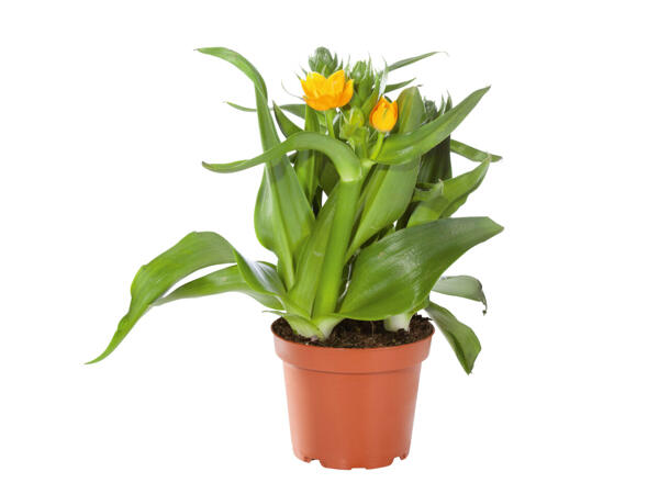 Oranssitähdikki