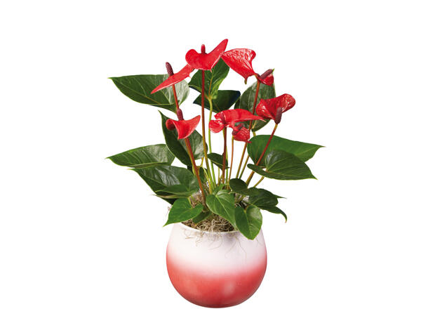 Anthurium "Super Mama"