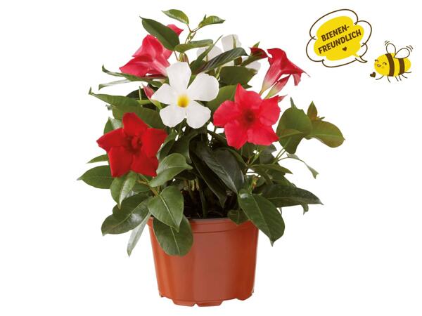 Dipladenia Trio