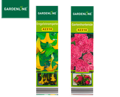GARDENLINE(R) Exklusive Beetpflanze