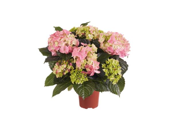Hydrangea