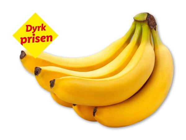 Rainforest-banan