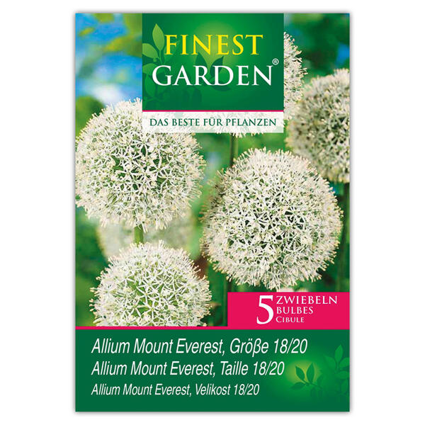 Allium Blumenzwiebeln