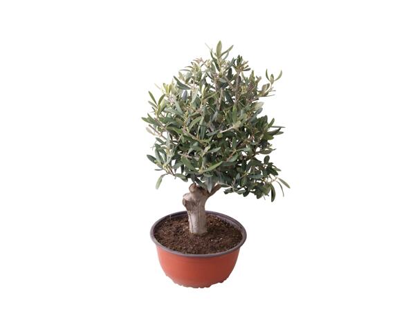 Olive Tree in Pot