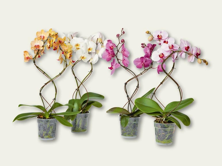 Phalaenopsis Tornado (dès 15.9.)