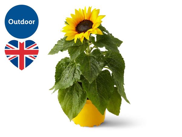 British Sunflower
