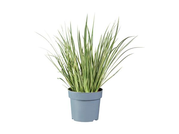 Ornamental Grass Mix