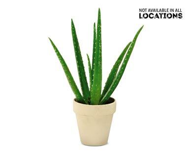 Aloe Vera Plant