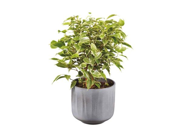 Grøn plante i keramik