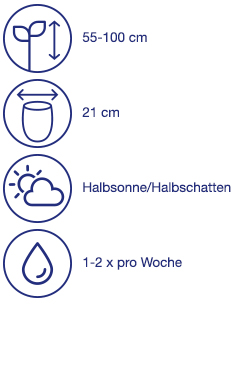 Einzelpflanze
