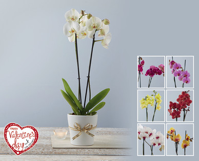 Double Stem Orchid^