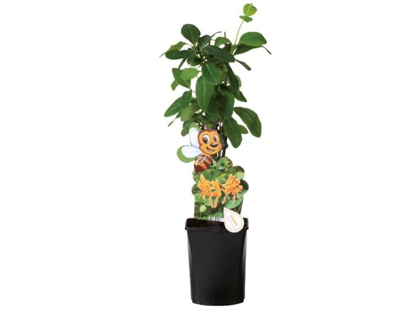 Bee friendly climbing plants