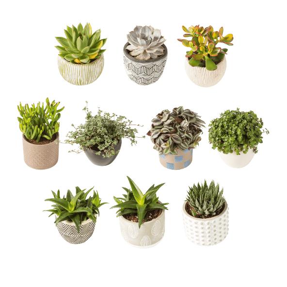 Vetplant