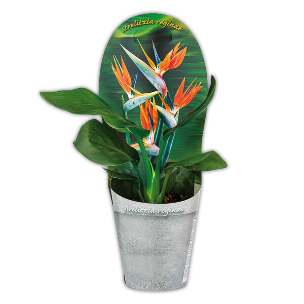 Paradiesvogelblume