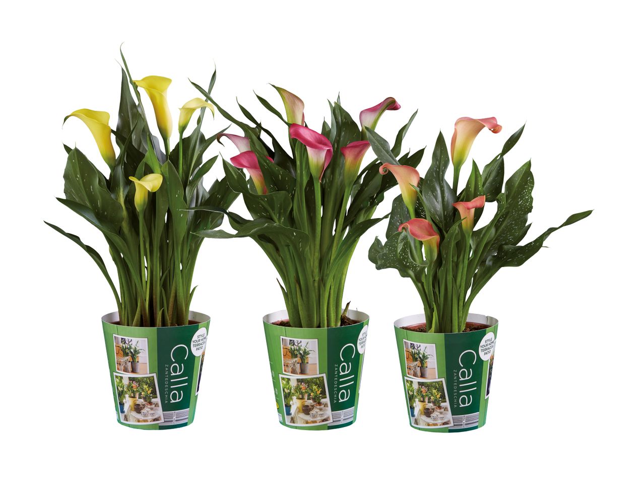 Calla