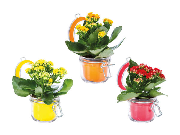 Kalanchoé dans un bocal