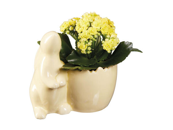 Easter Ceramic Bunny Plant