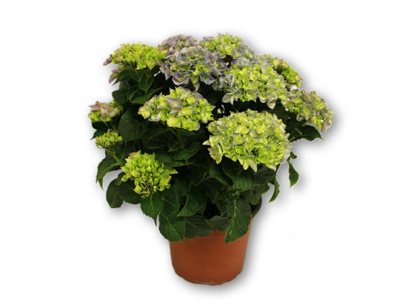 Stor dansk havehortensia