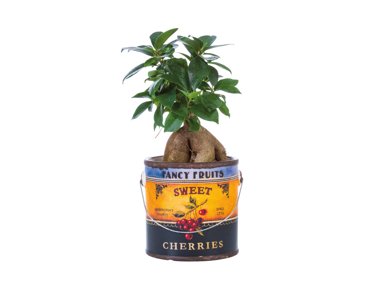Mini Green Plants in Rustic Pot1