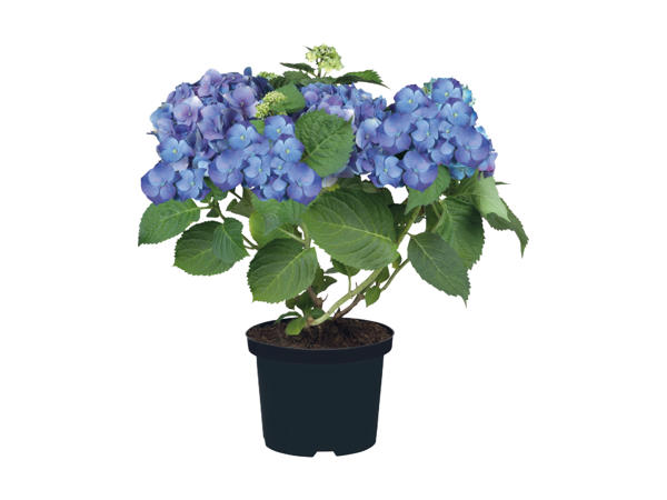 Garden Hydrangea1