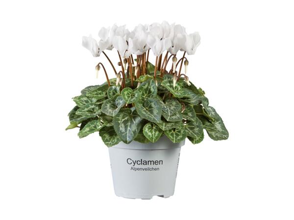 Cyclamen