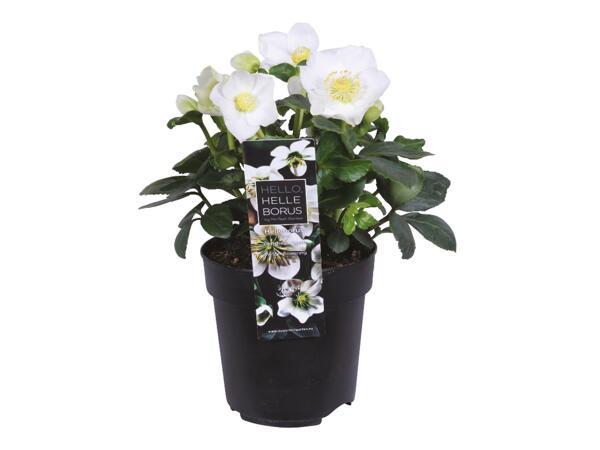 Christmas Rose (Helleborus Niger)