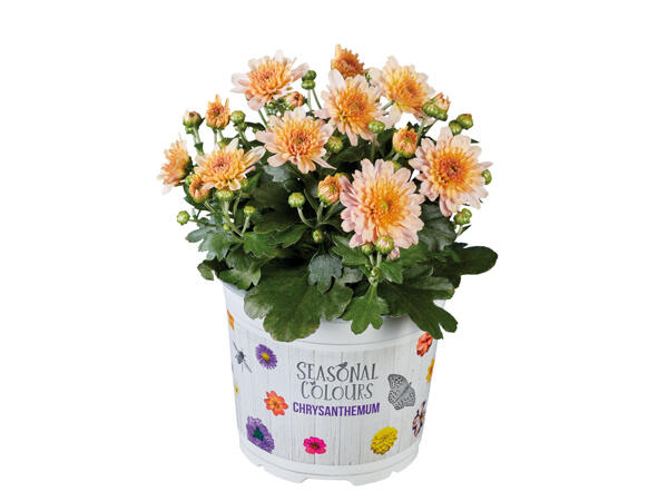 Chrysantheme Multiflora