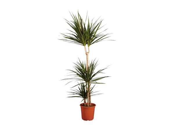 Large Houseplants