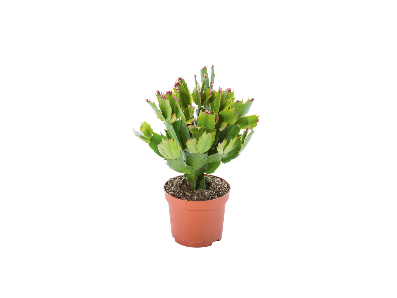 Kerstcactus