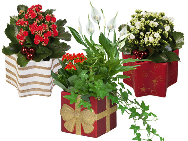 Blühpflanze in Stern- oder Geschenkkeramik