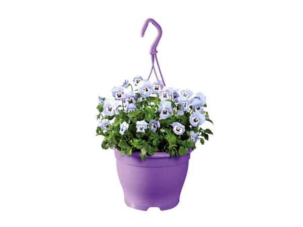 Flowering Plastic Hanging Baskets