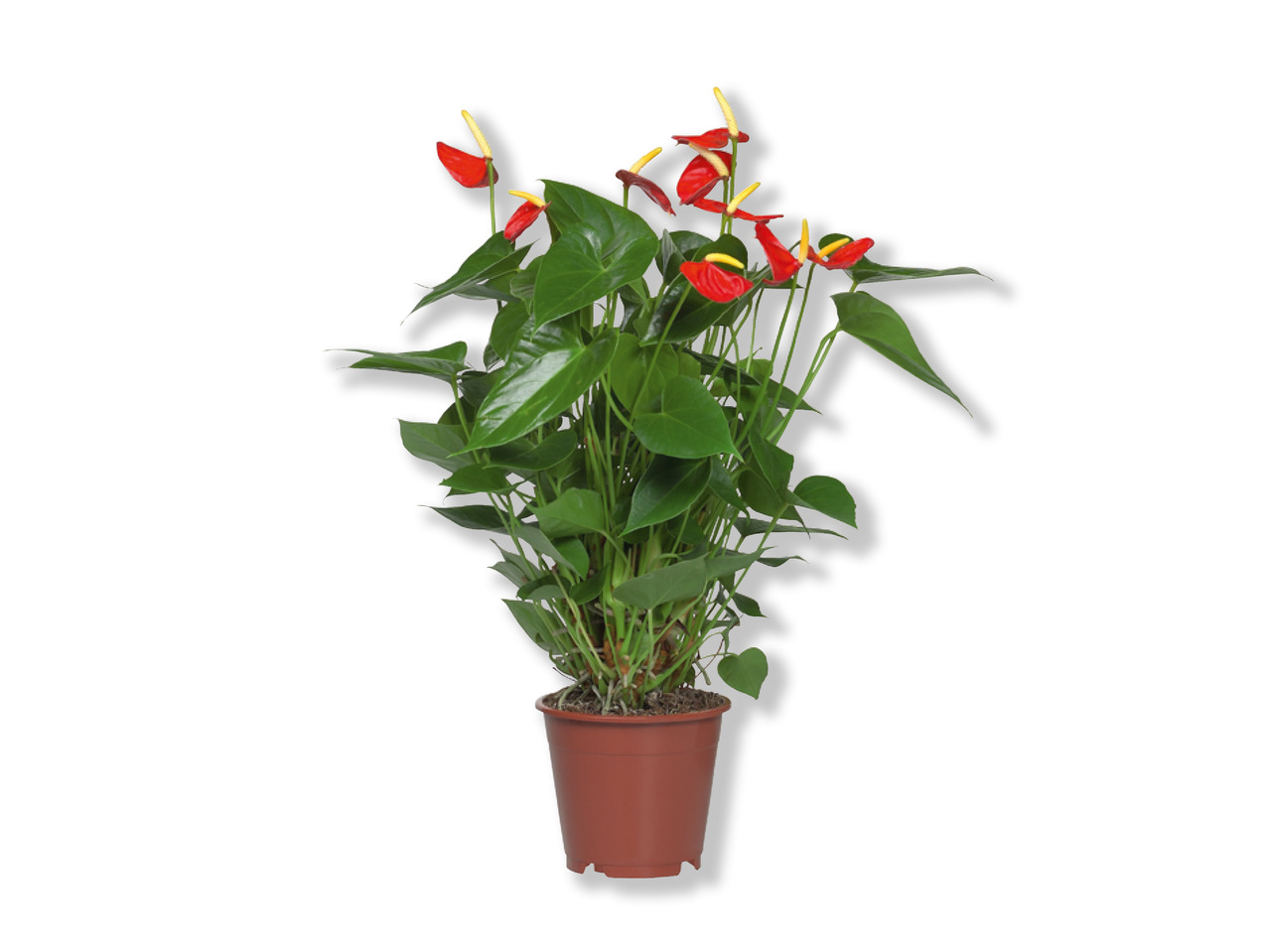 Flamingoblomst