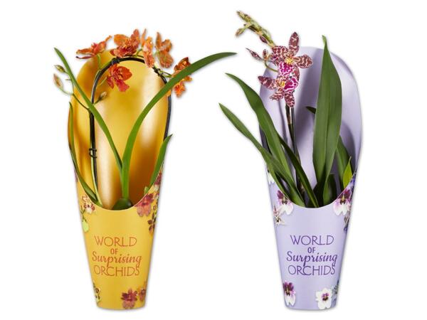 Orchidee Colourful im Topfcover