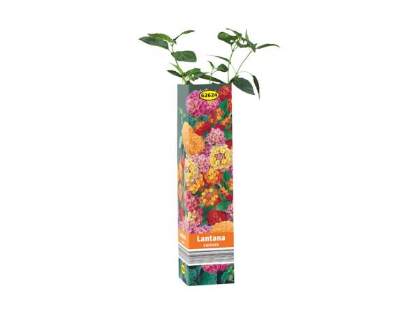 Sommerblomst