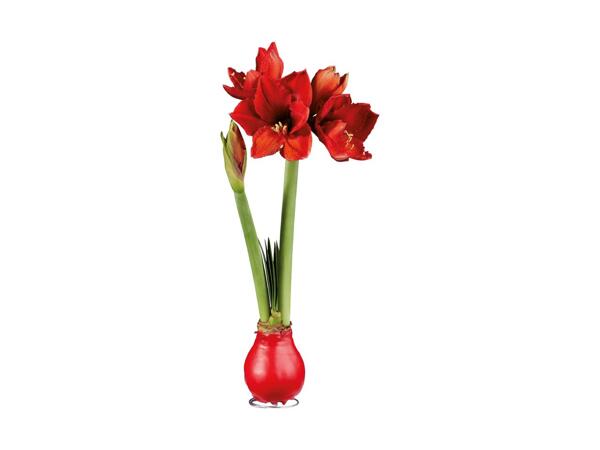 Amaryllis med voks