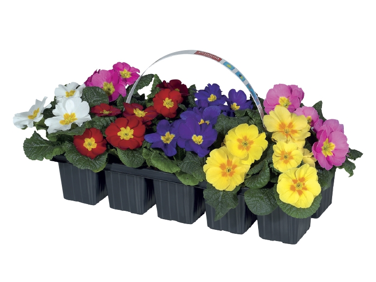Primroses