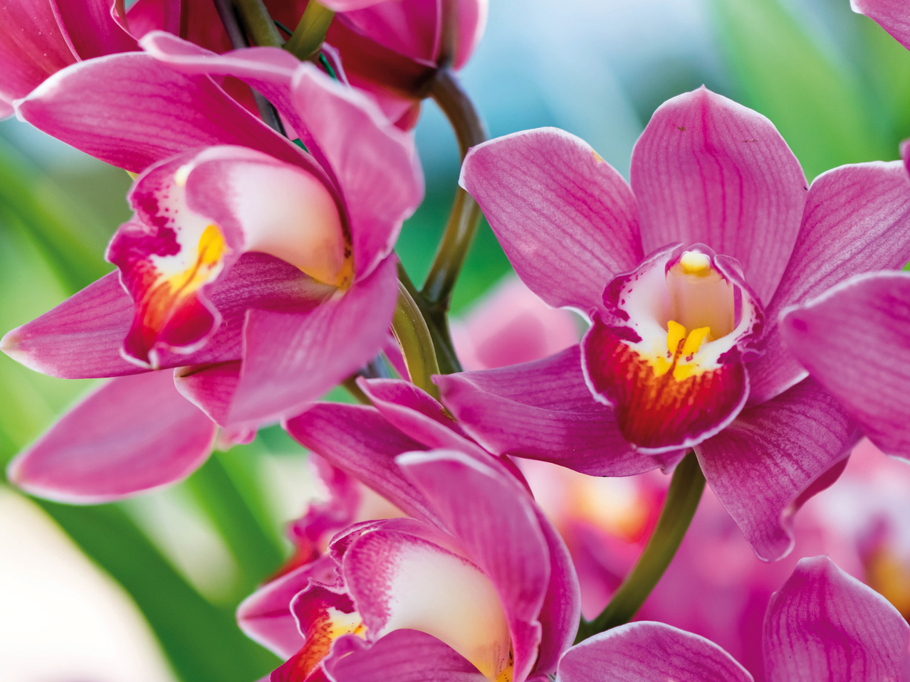 Phalaenopsis 2-Trieber