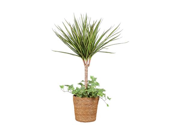 Luxury Indoor Plants