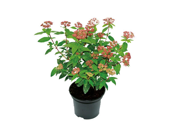 Hedging Photinia/Laurel/Viburnum