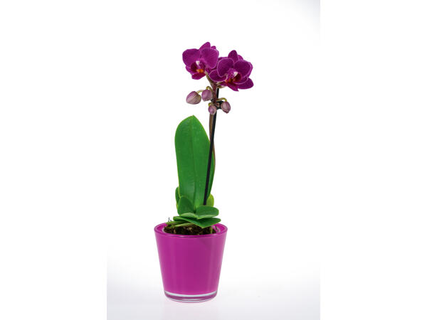 Mini-orchidée dans un pot en verre