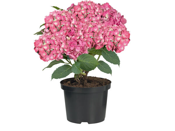 Hortensia de jardin