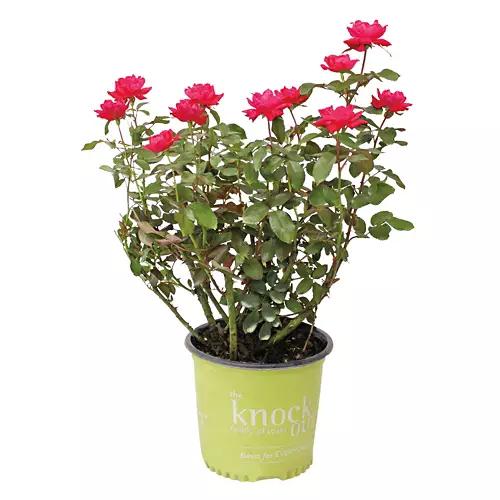 Outdoor Knockout Roses