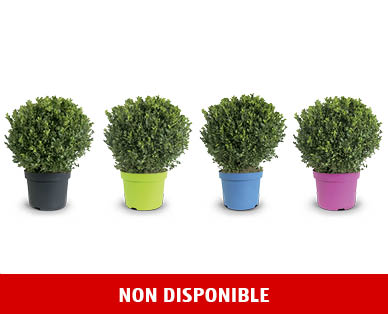 Buis en boule