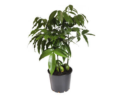 Assorted Indoor Plants