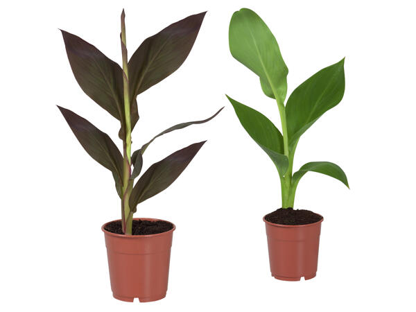 Canna Indica