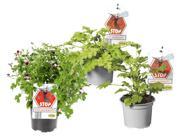 Scented "Anti Mosquito" Geraniums